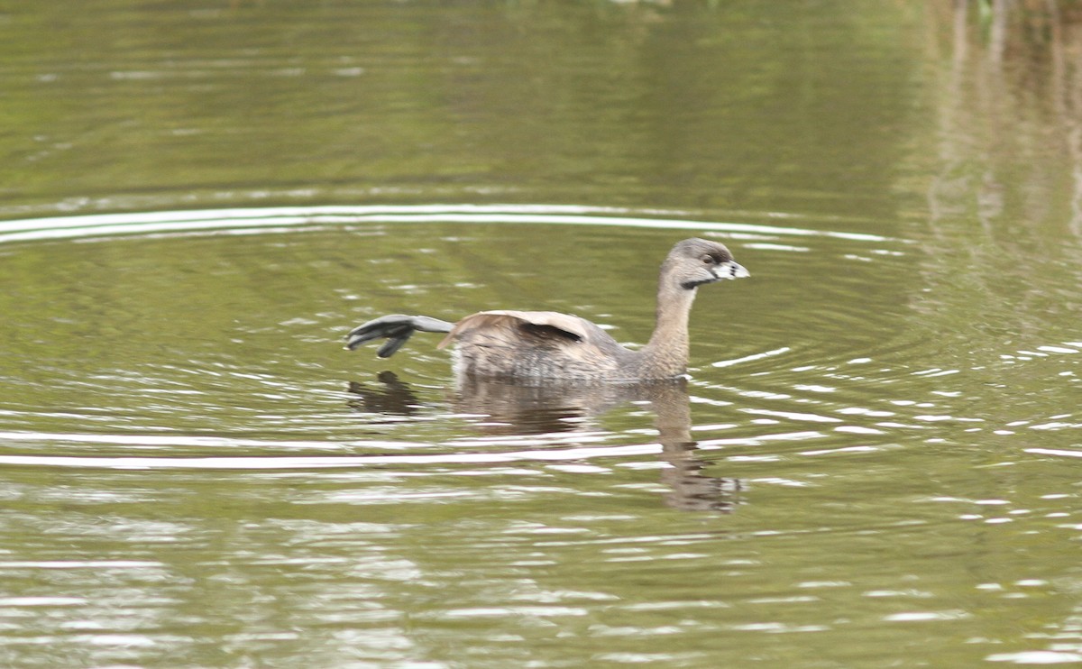 Pied-billed Grebe - Roy Morris