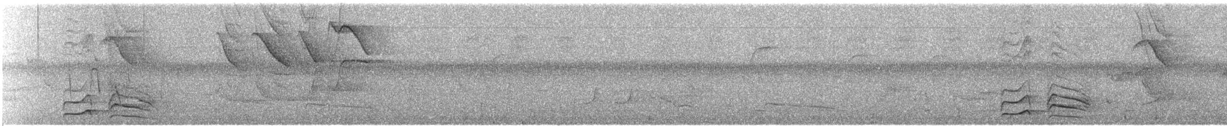 Pic ondé (groupe grammicus) - ML202002321