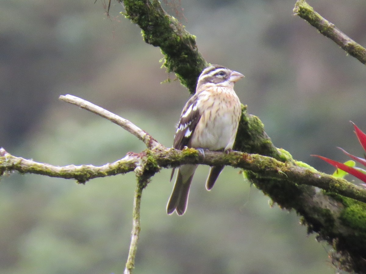 Rose-breasted Grosbeak - ML202002791