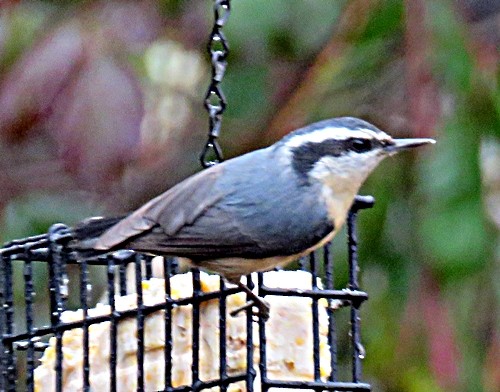 Red-breasted Nuthatch - ML202003241