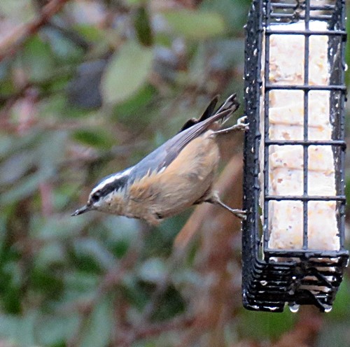Red-breasted Nuthatch - ML202003251