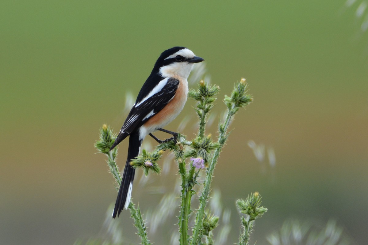 Masked Shrike - ML202003321