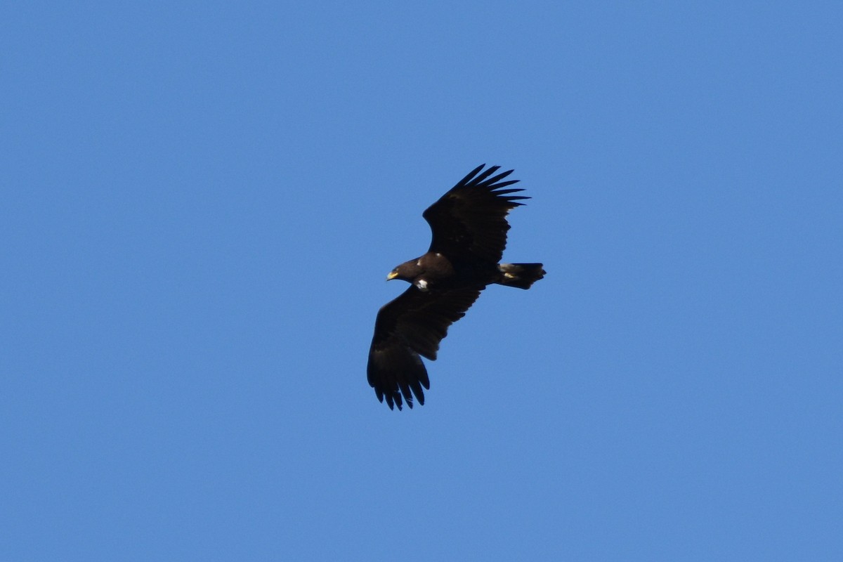 Águila Moteada - ML202004571