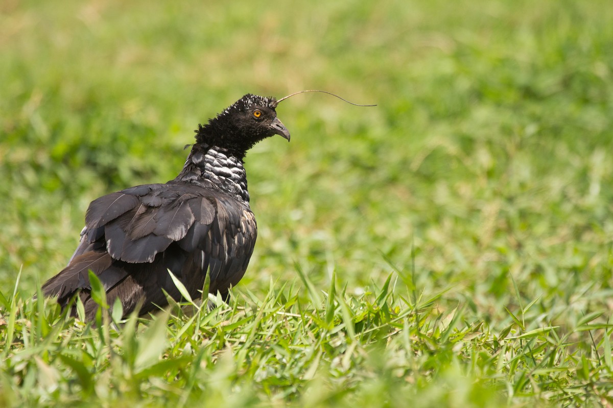 Horned Screamer - ML202005071