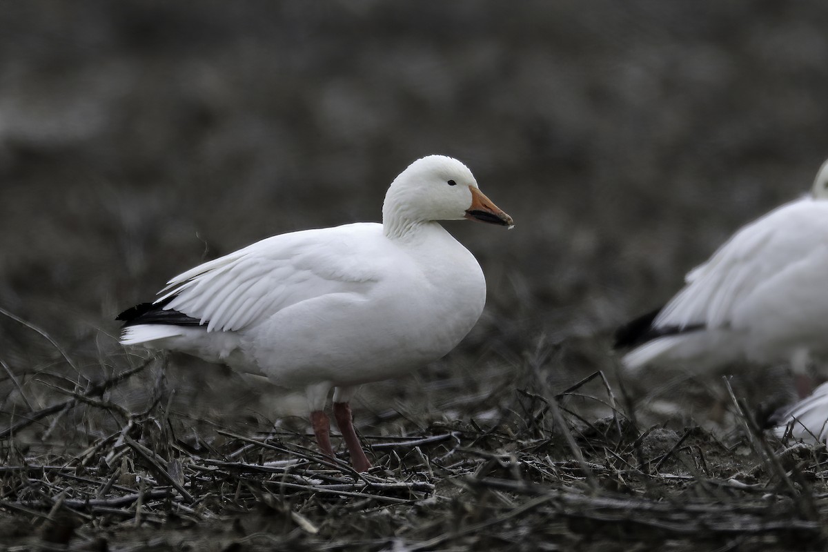 Snow Goose - Doug Hommert