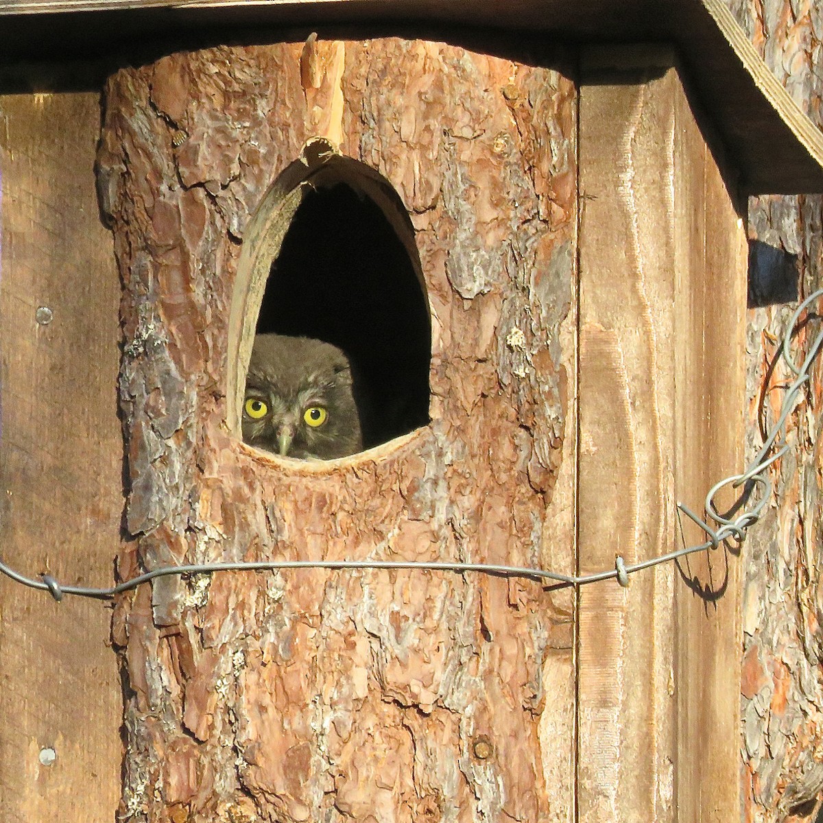 Boreal Owl - Erkki Lehtovirta