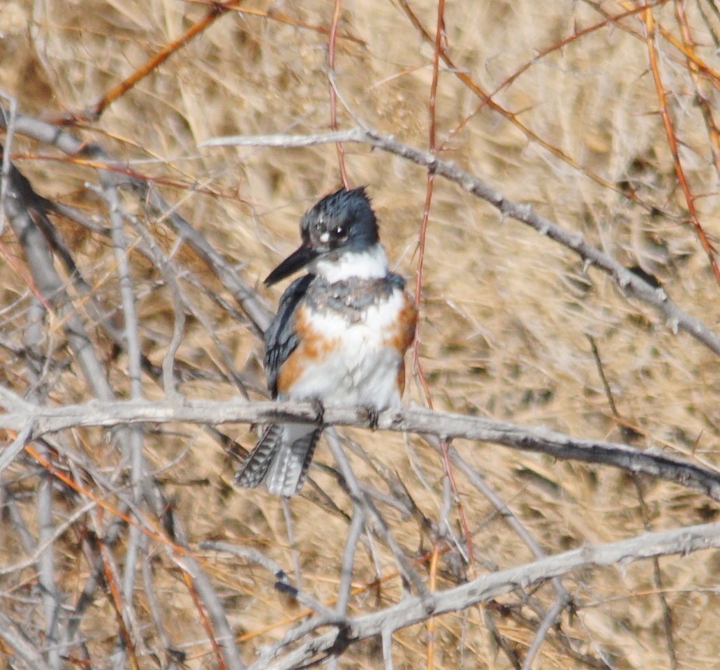 Belted Kingfisher - ML202006581