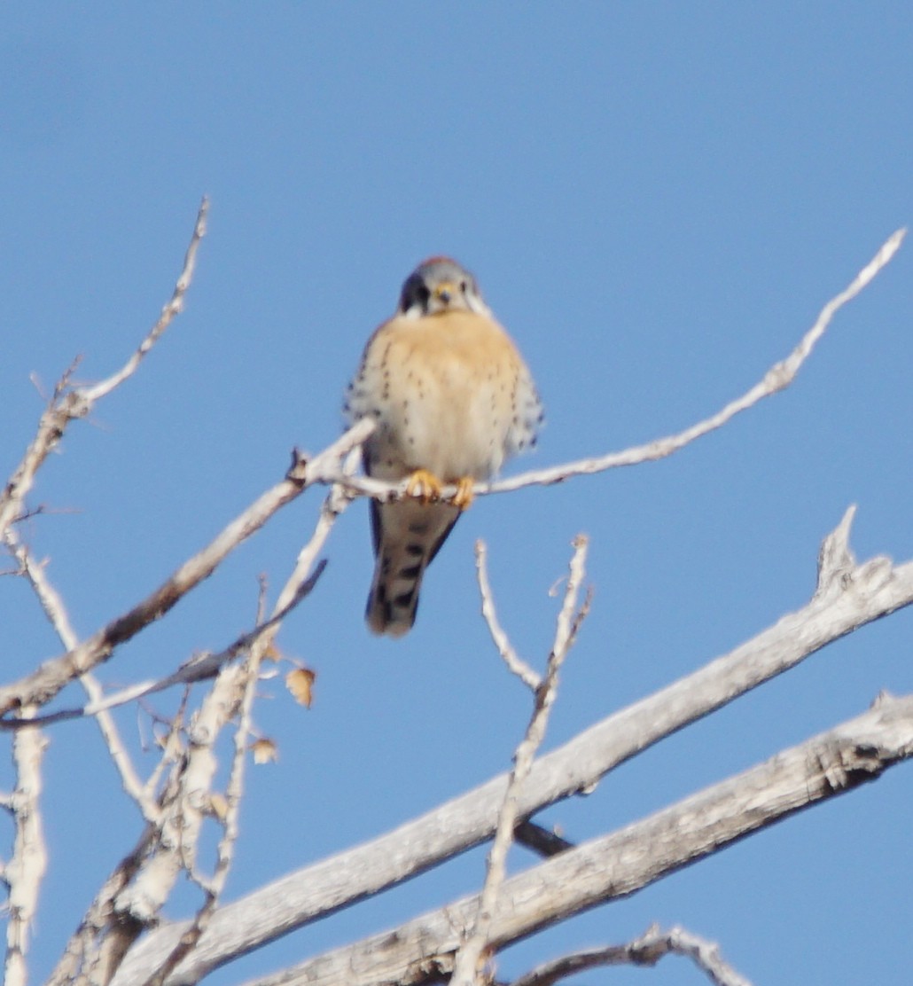 American Kestrel - ML202006661