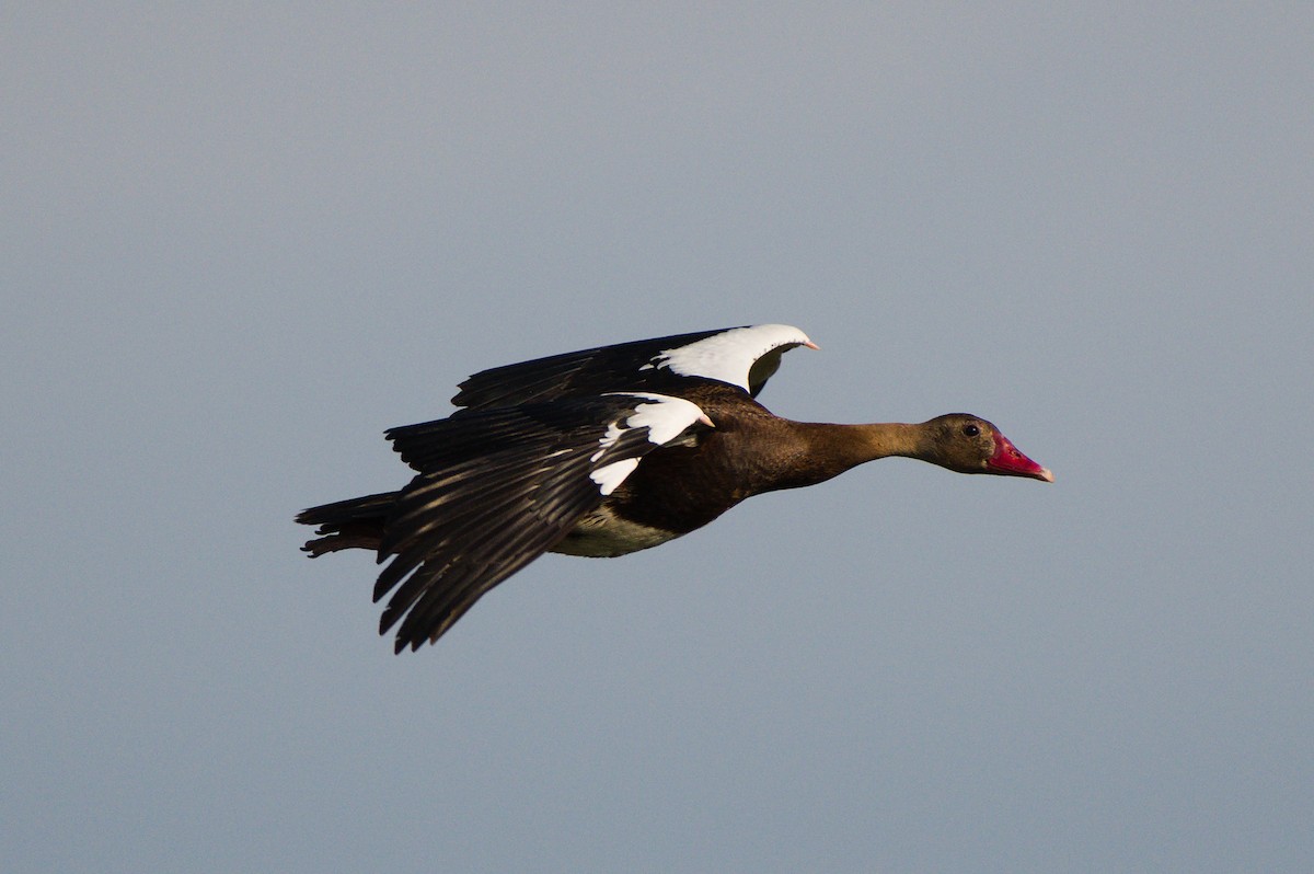 Spur-winged Goose - ML202007341