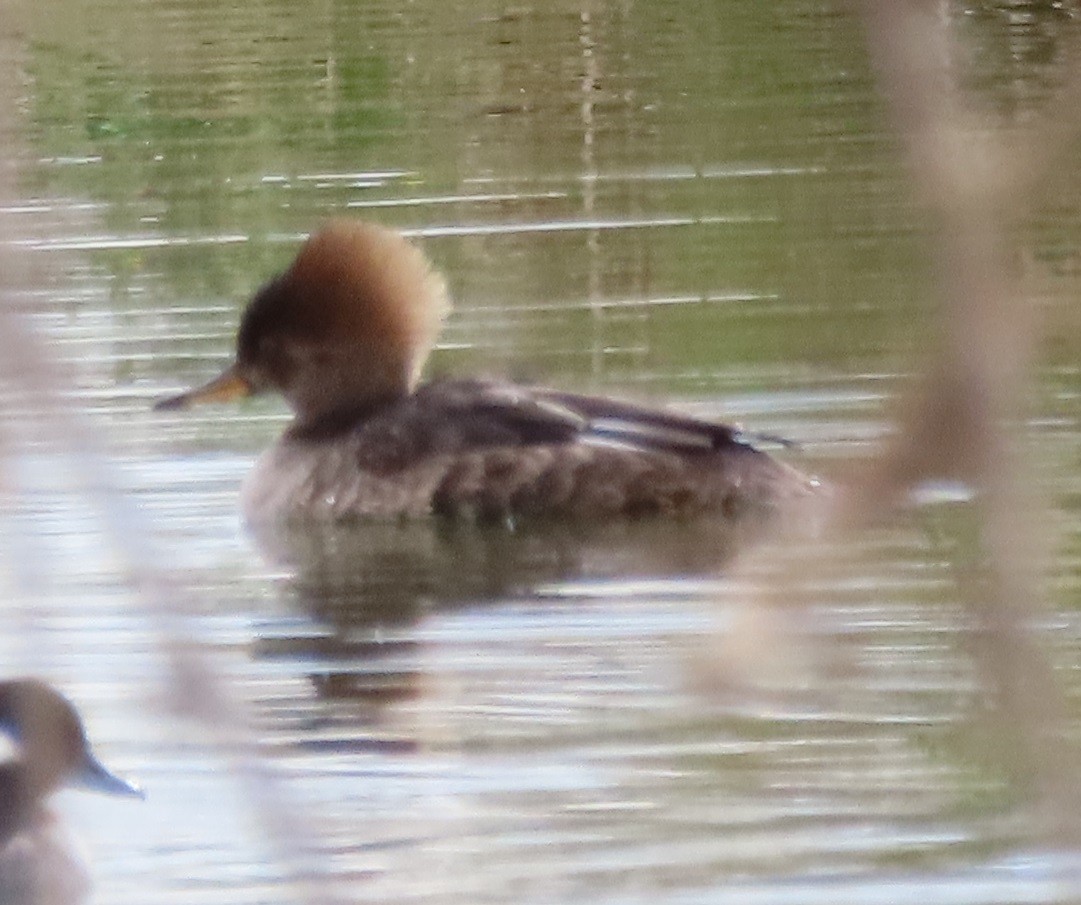 Hooded Merganser - ML202007971