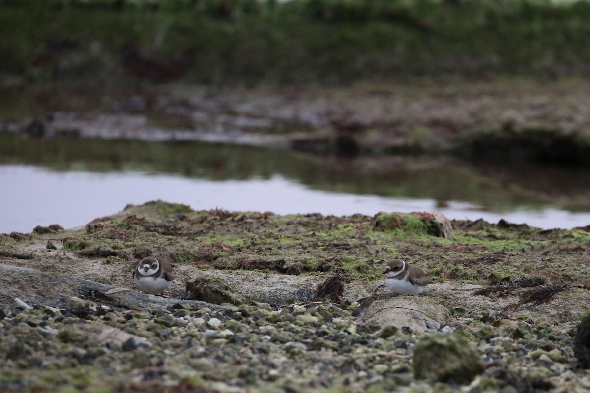 Semipalmated Plover - ML202009351