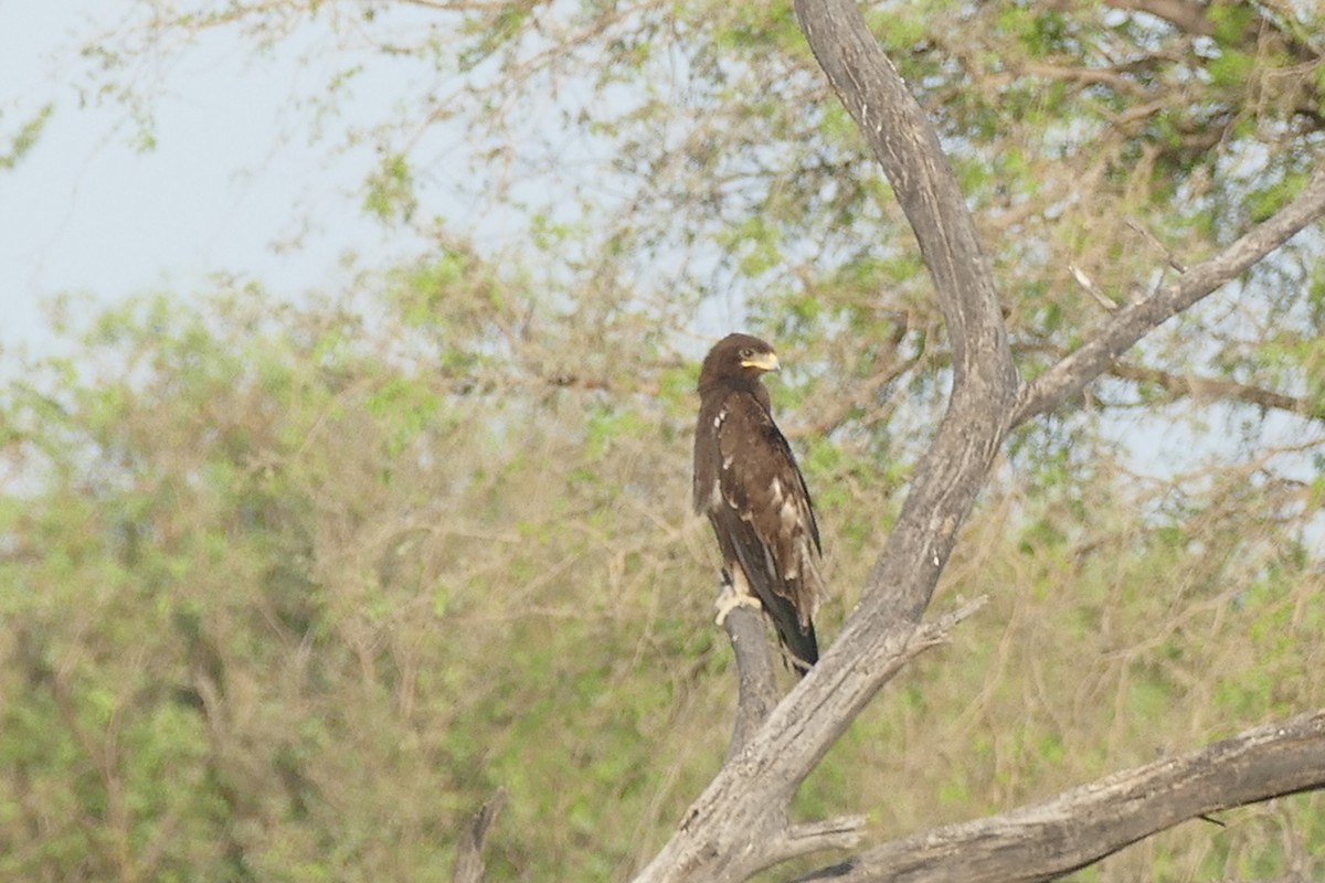 eBird Checklist - 24 Sep 2015 - Tal Chhapar Sanctuary - 43 species (+2 ...