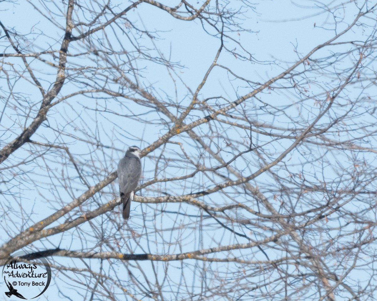 American Goshawk - ML202009891