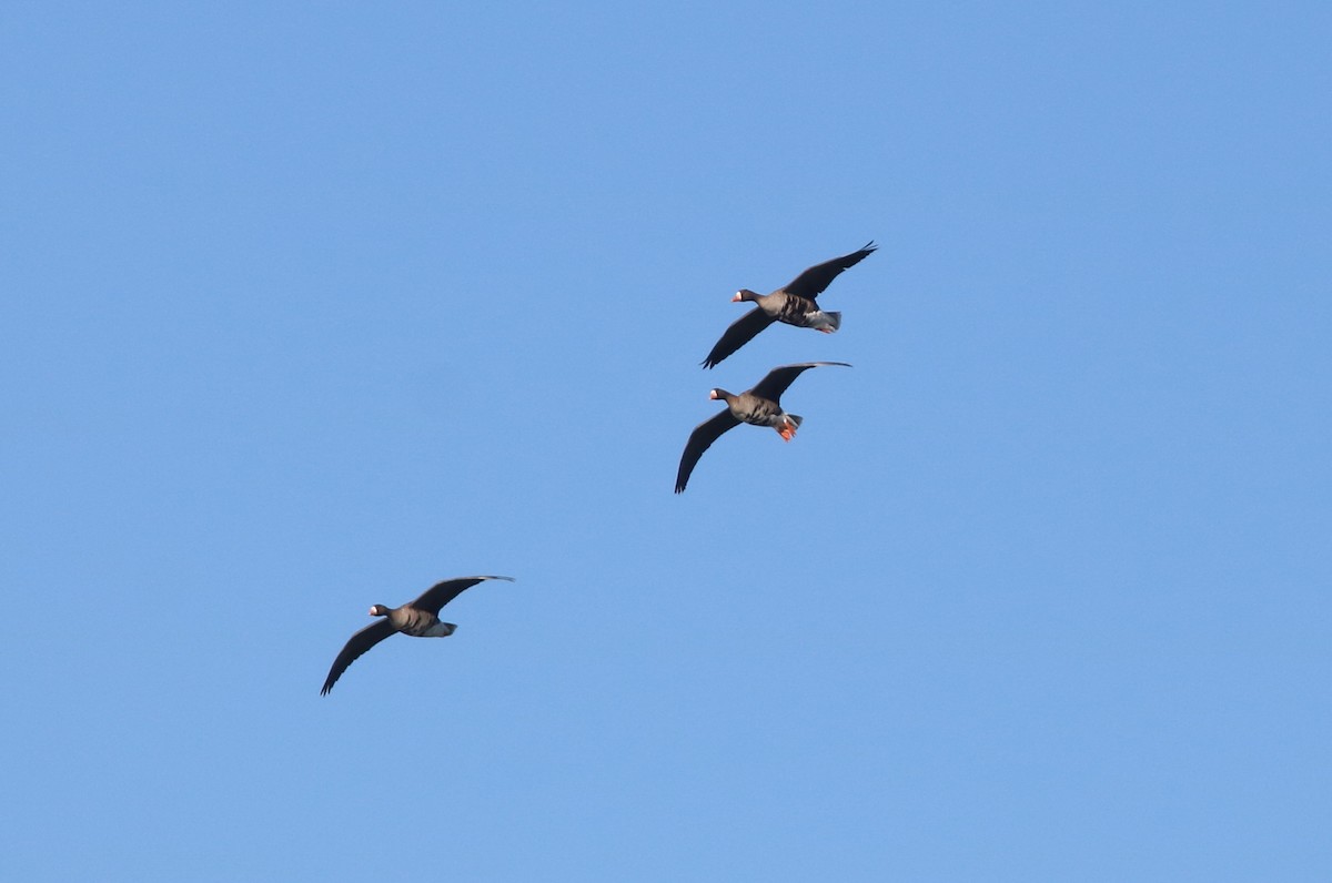 Greater White-fronted Goose (Western) - John Drummond