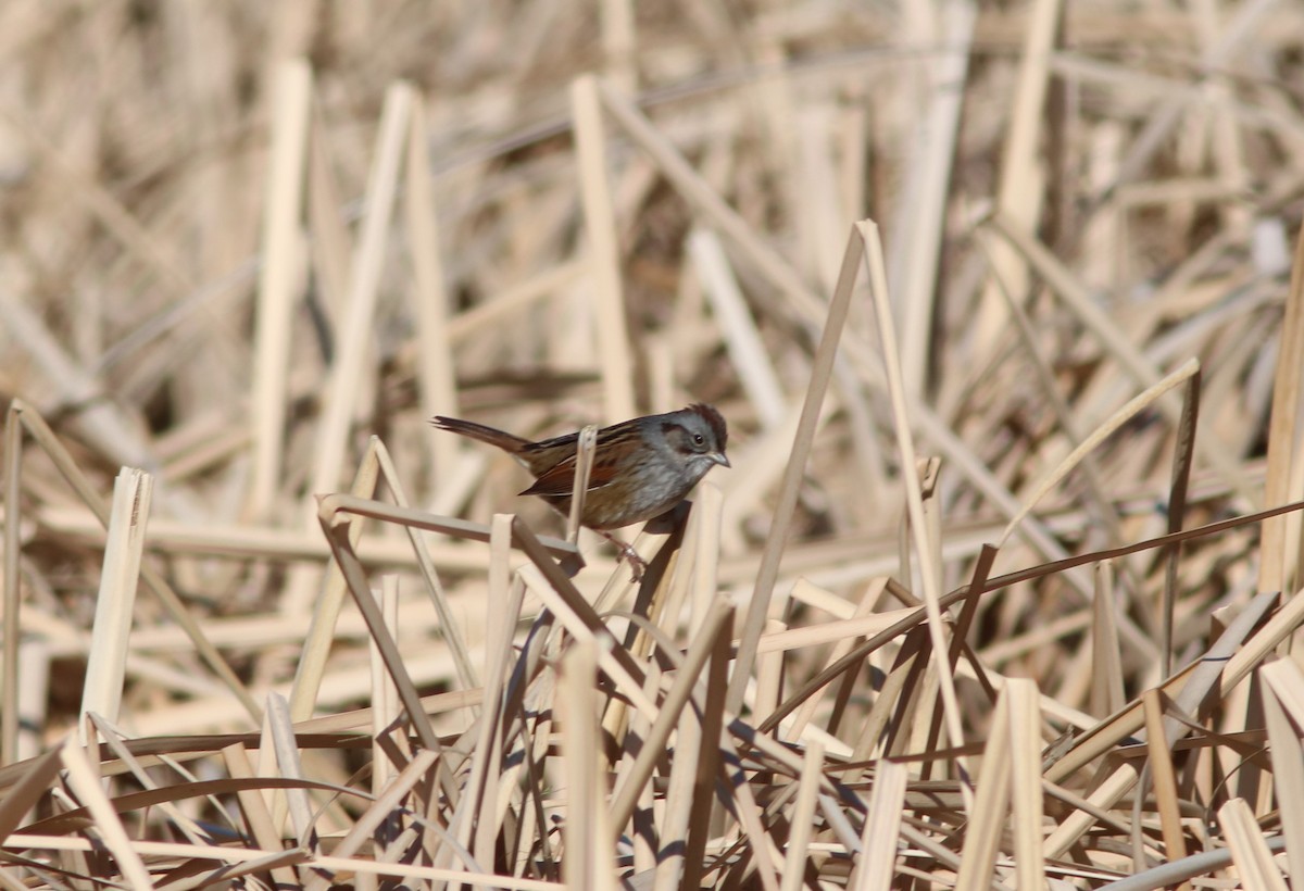 Swamp Sparrow - ML202010561