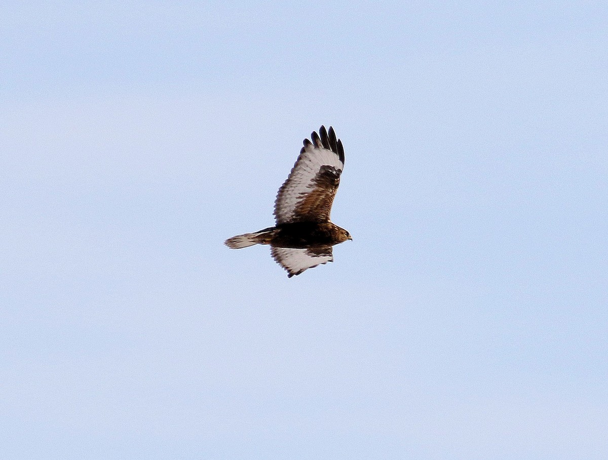 Rough-legged Hawk - ML202011021