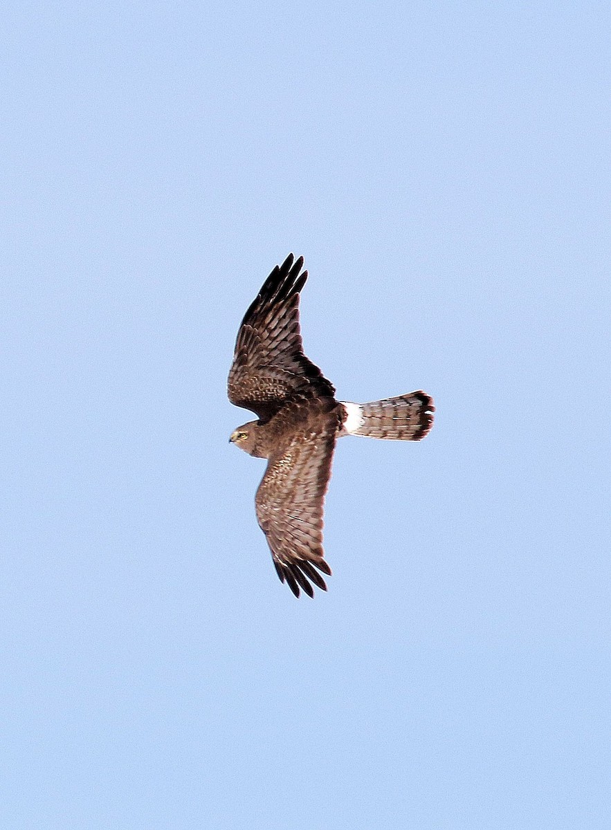 Aguilucho de Hudson - ML202011061