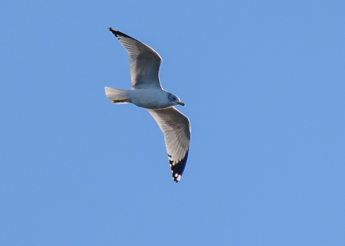 Ring-billed Gull - ML202012171