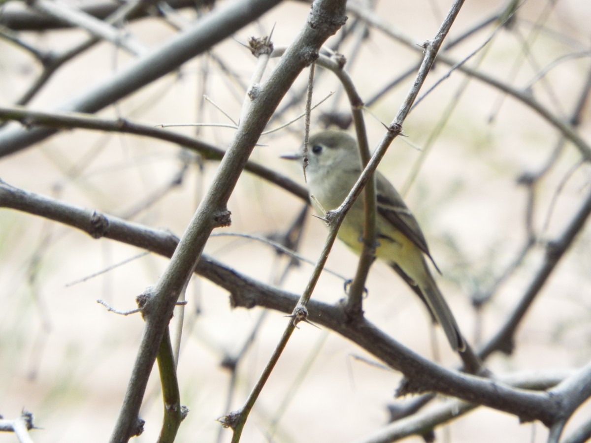 Hammond's/Dusky Flycatcher - ML202012931