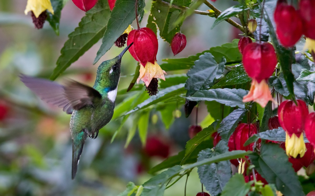 White-throated Daggerbill - Lars Petersson | My World of Bird Photography