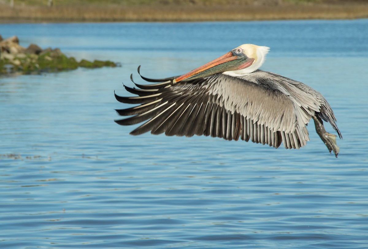 Brown Pelican - ML202017211