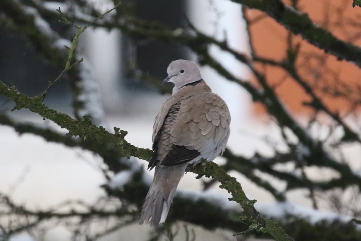 Eurasian Collared-Dove - Ingvar Atli Sigurðsson