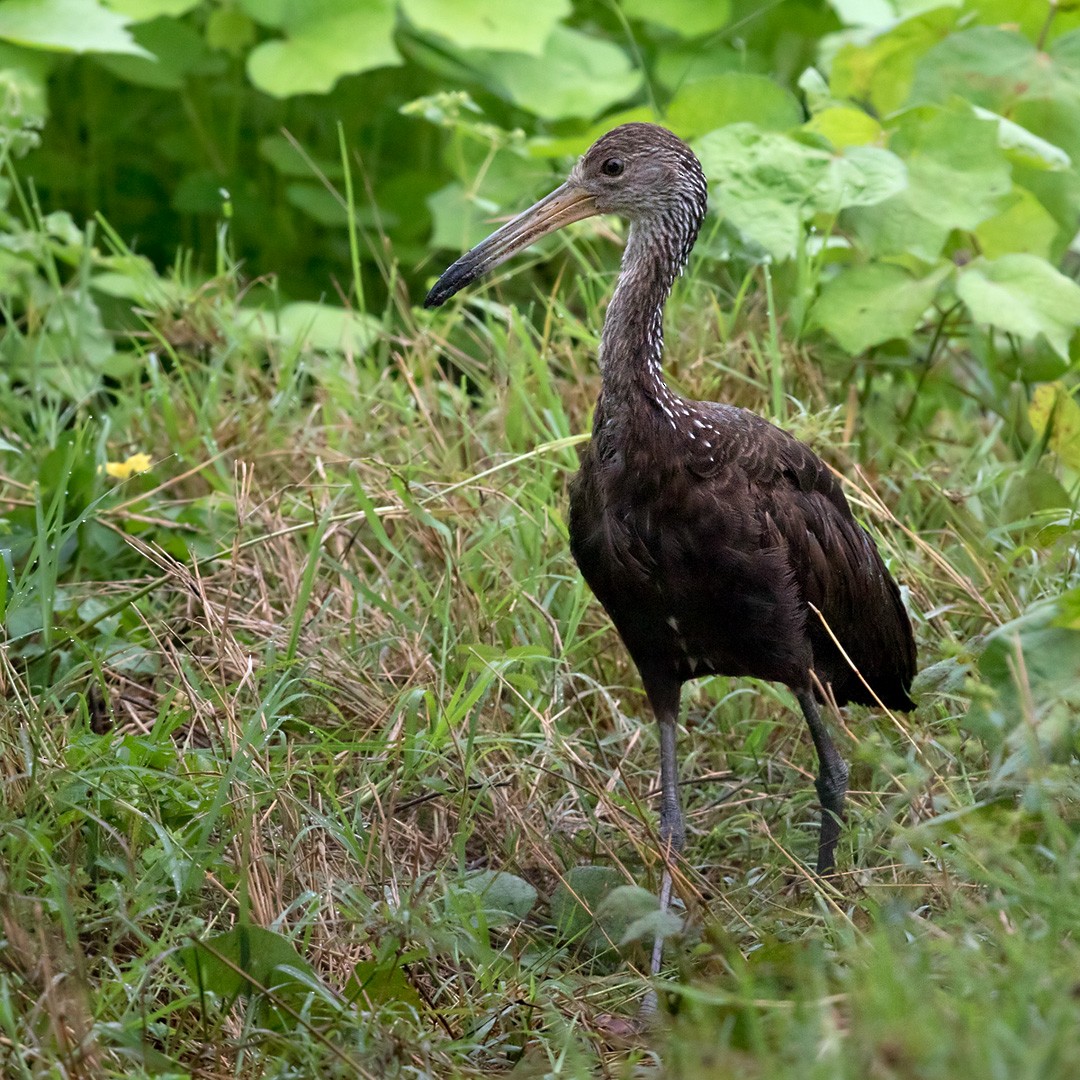 Limpkin - ML202017621