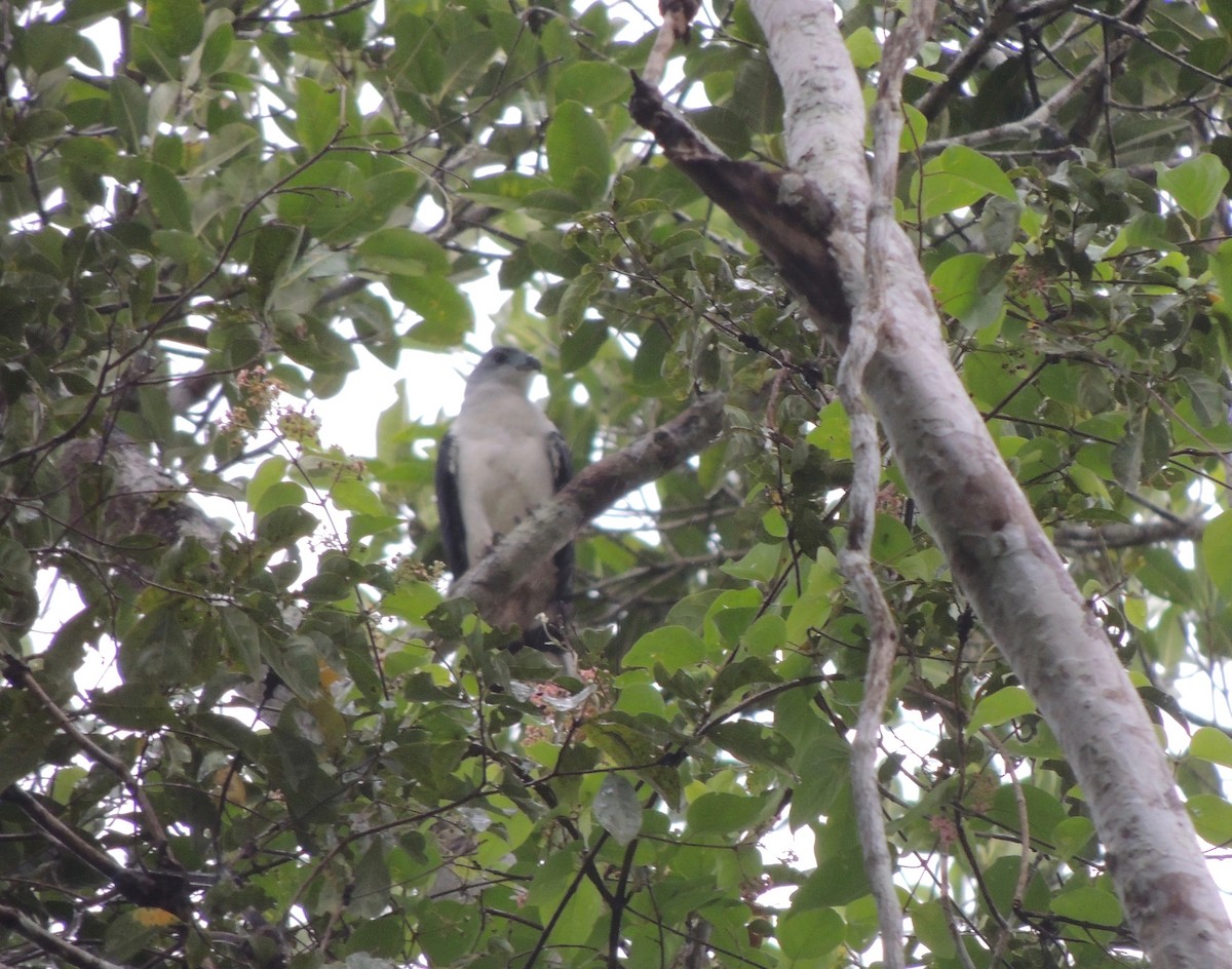 Gray-headed Kite - ML202018211