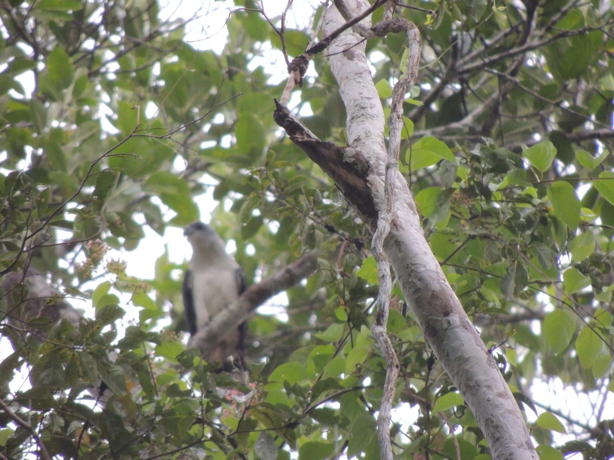 Gray-headed Kite - ML202018221