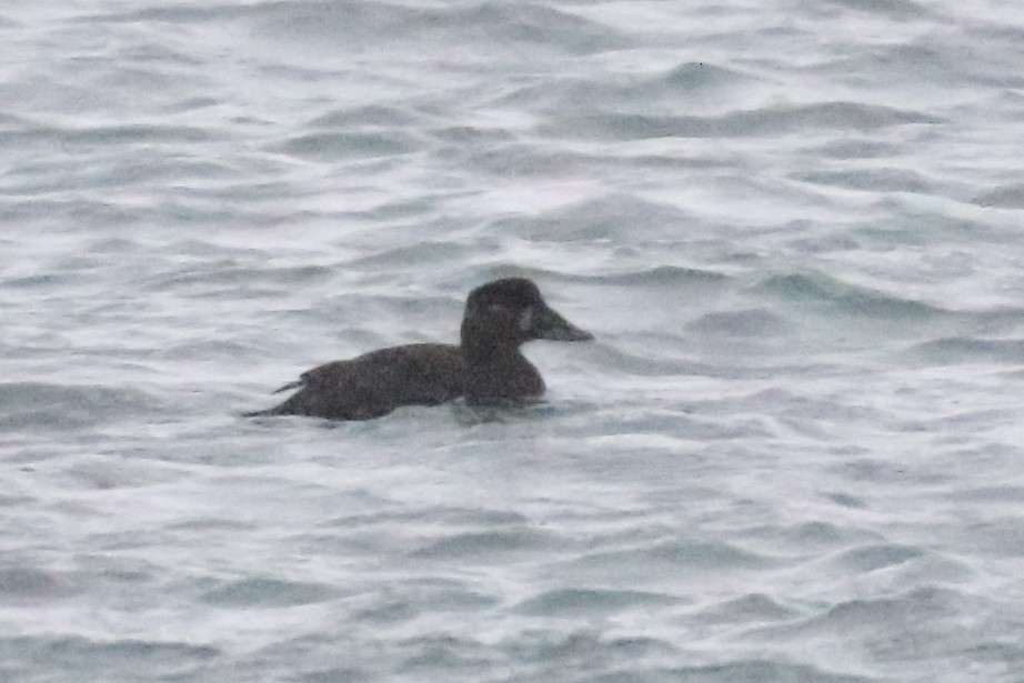 Surf Scoter - Ingvar Atli Sigurðsson