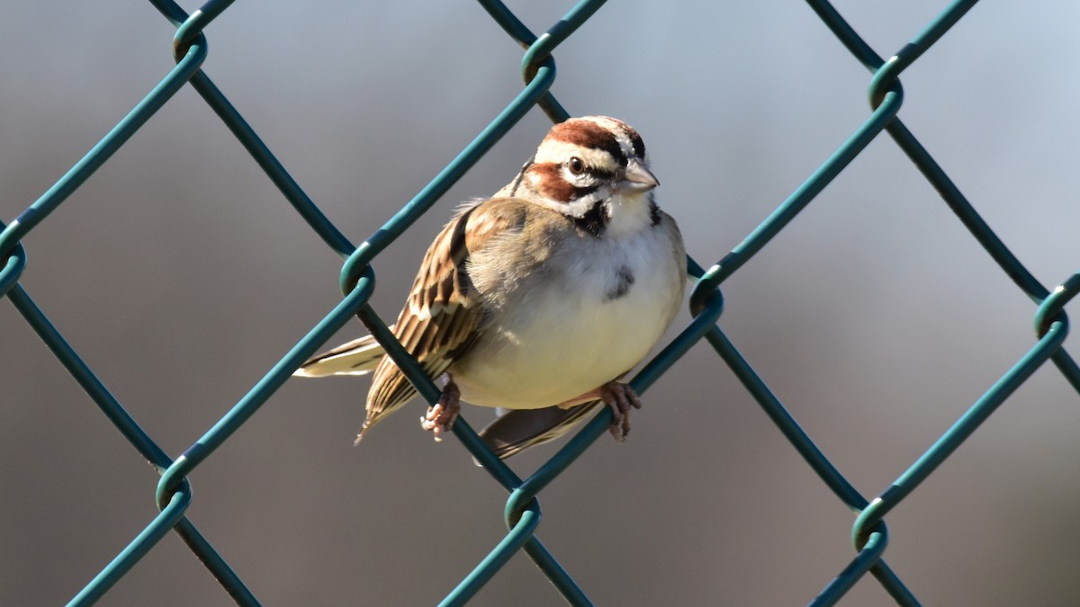 Lark Sparrow - Randy McCarthy