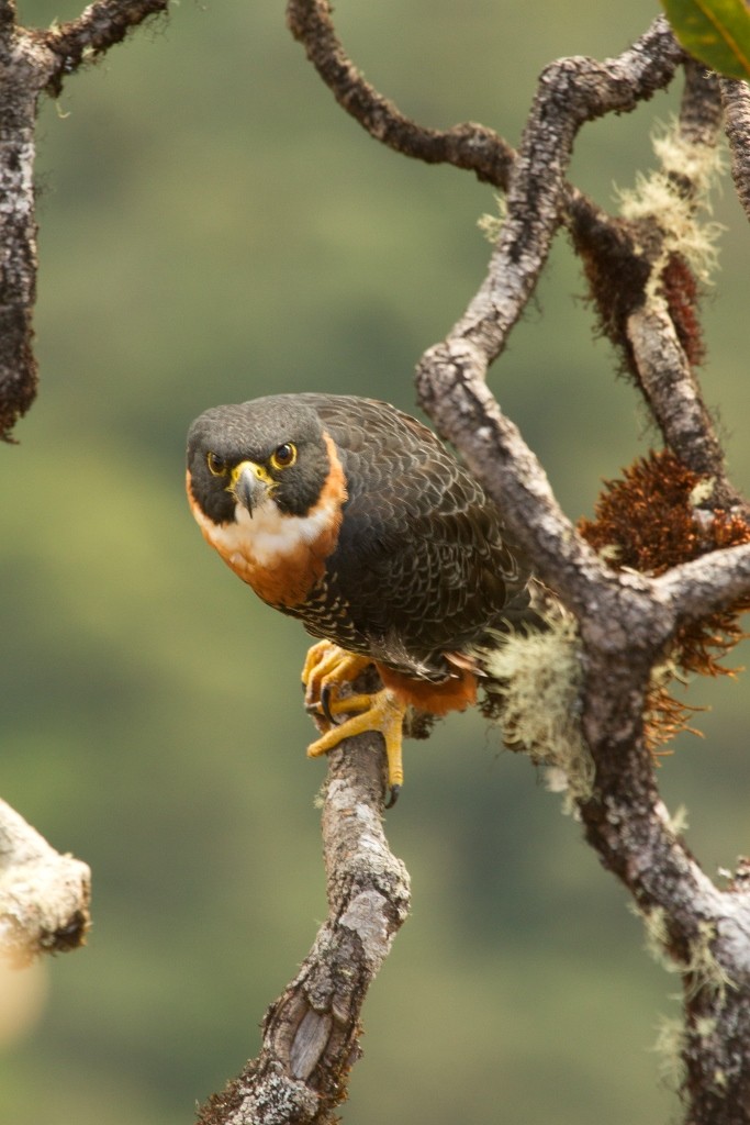 Orange-breasted Falcon - ML202019401