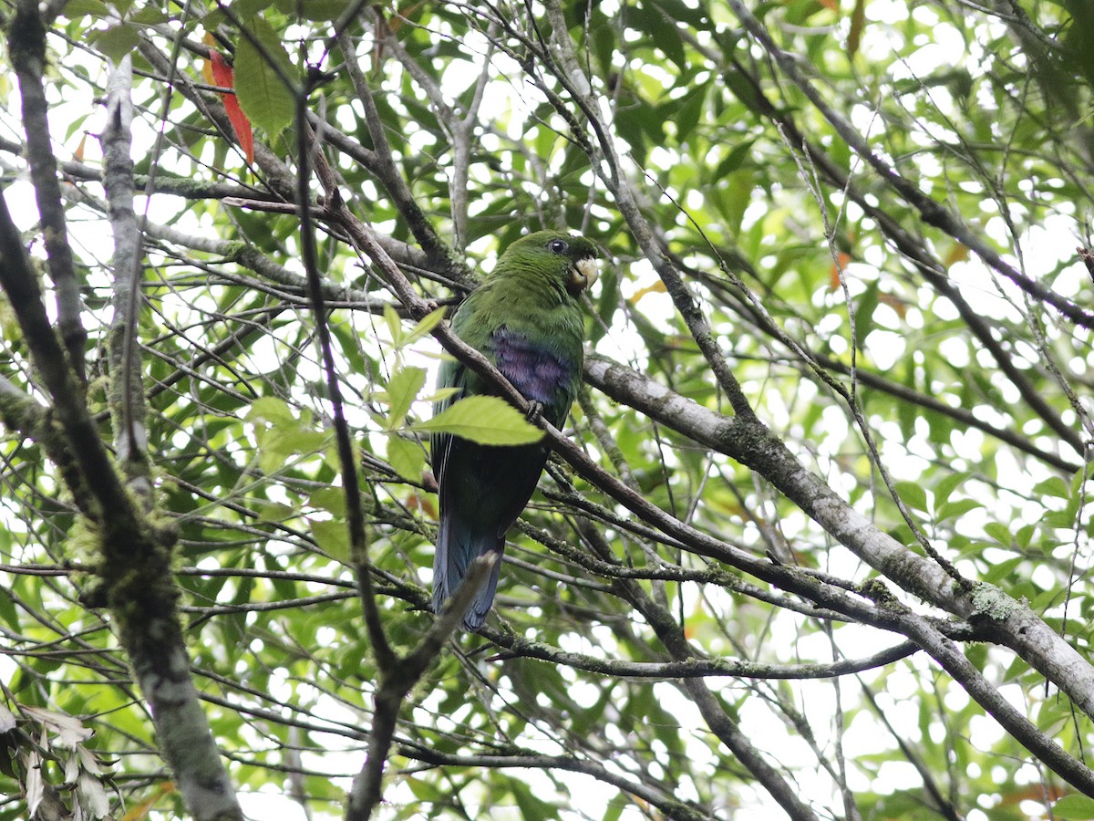 Blue-bellied Parrot - ML202020091