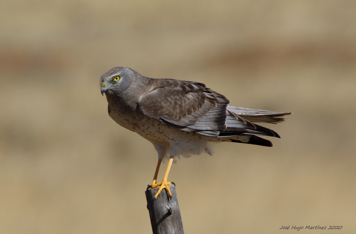 Northern Harrier - ML202020471