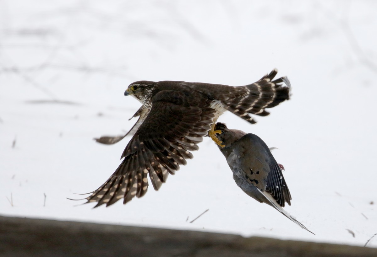 Merlin (columbarius) - ML202020611