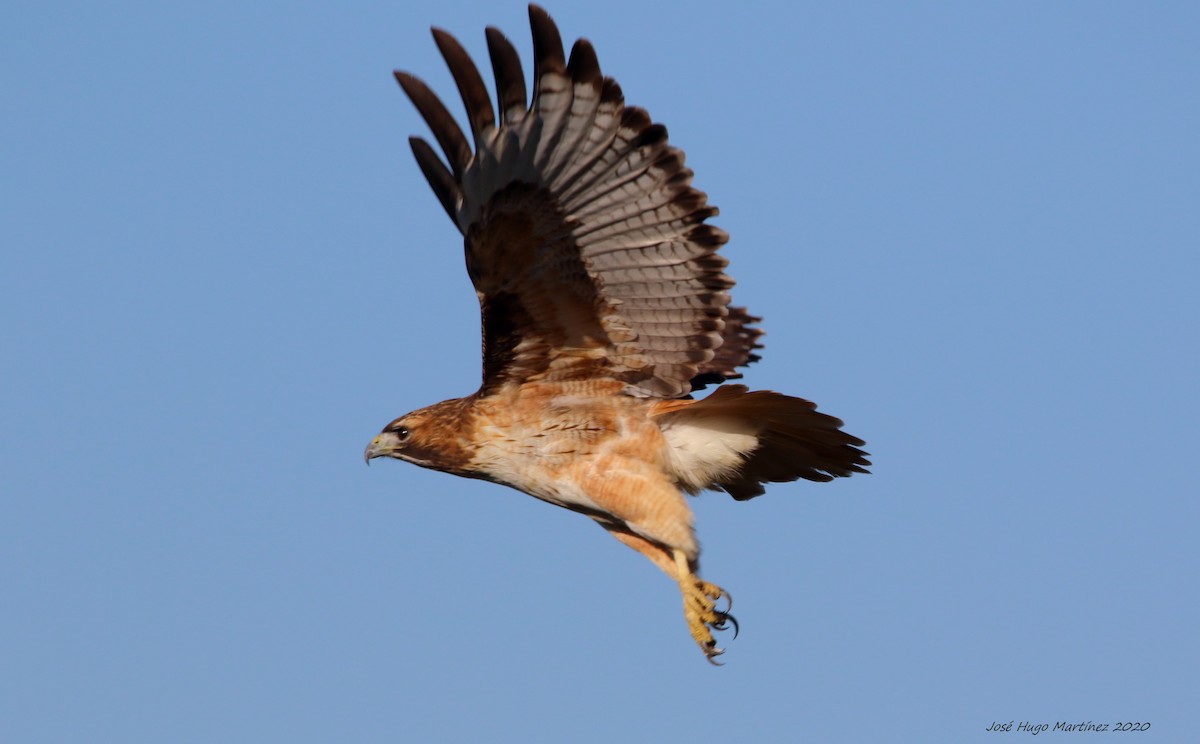 Red-tailed Hawk - ML202020751