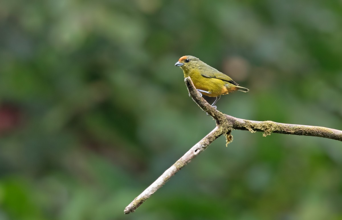 Fulvous-vented Euphonia - ML202020861