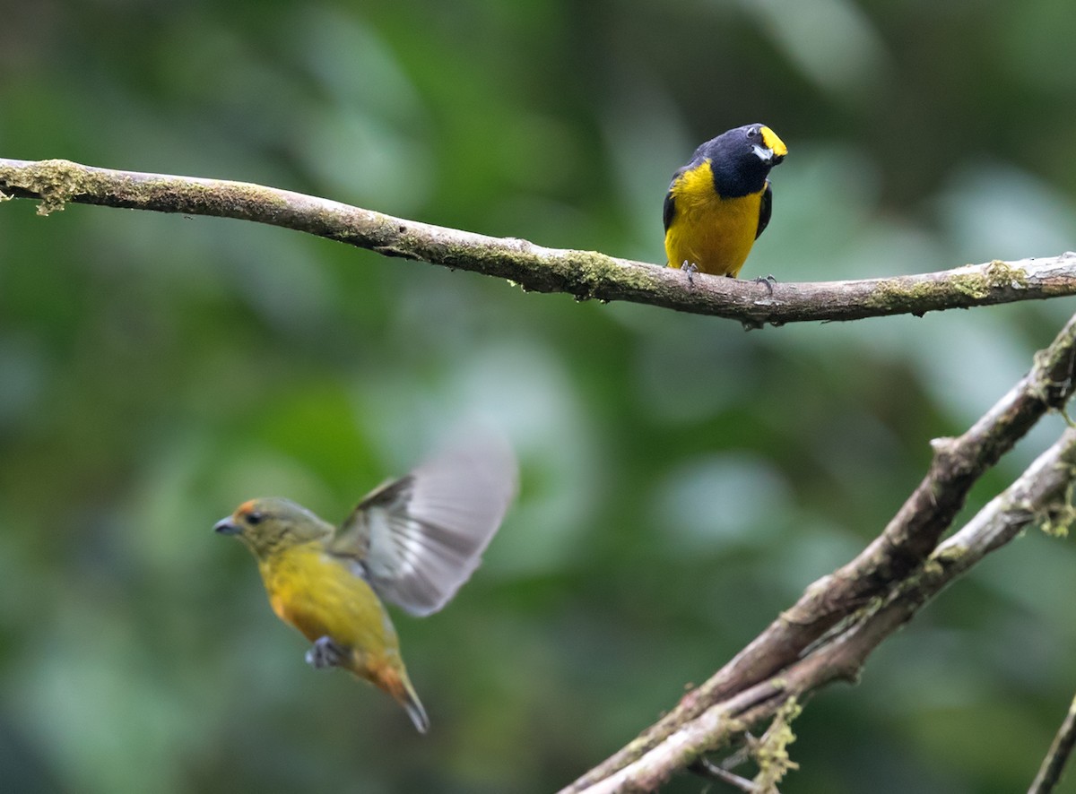 Fulvous-vented Euphonia - ML202020911