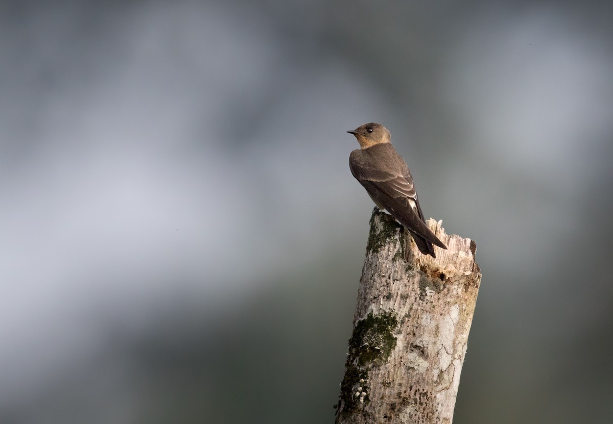 Southern Rough-winged Swallow - ML202020921