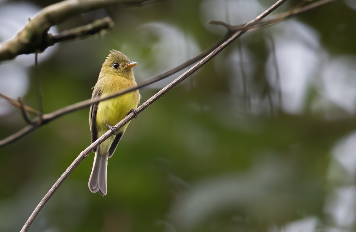 Tufted Flycatcher - ML202020981