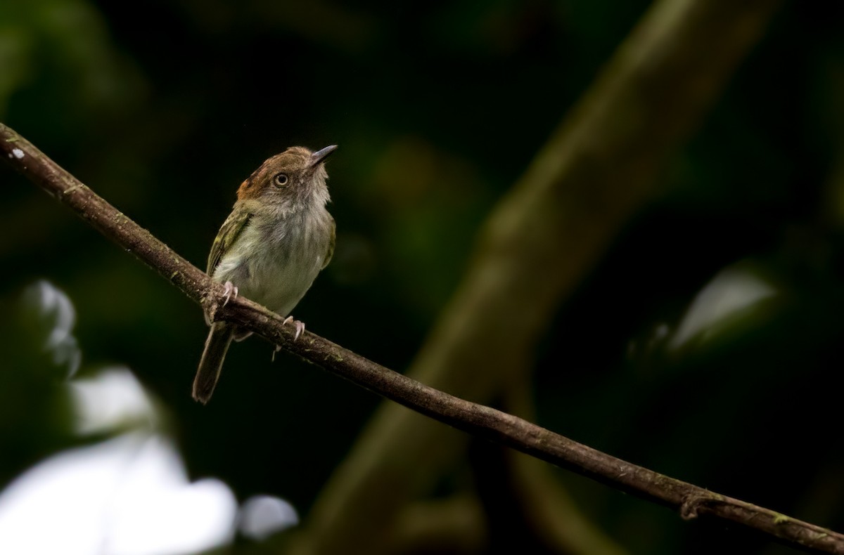 Scale-crested Pygmy-Tyrant - ML202021001