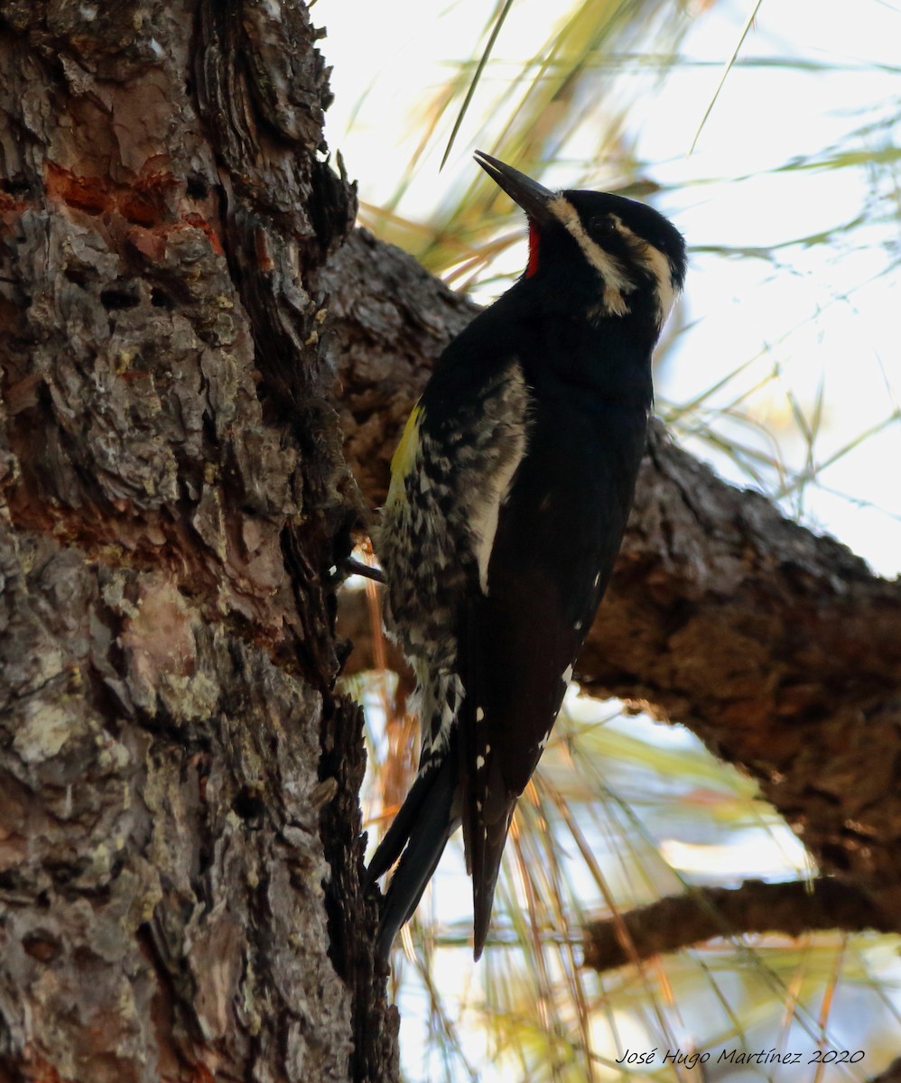 Williamson's Sapsucker - ML202021221
