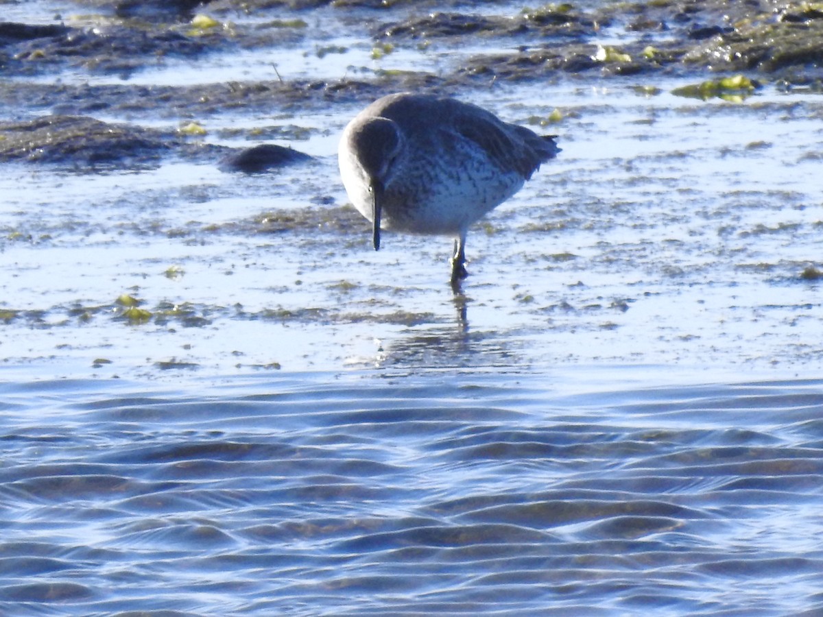 Red Knot - ML202021331