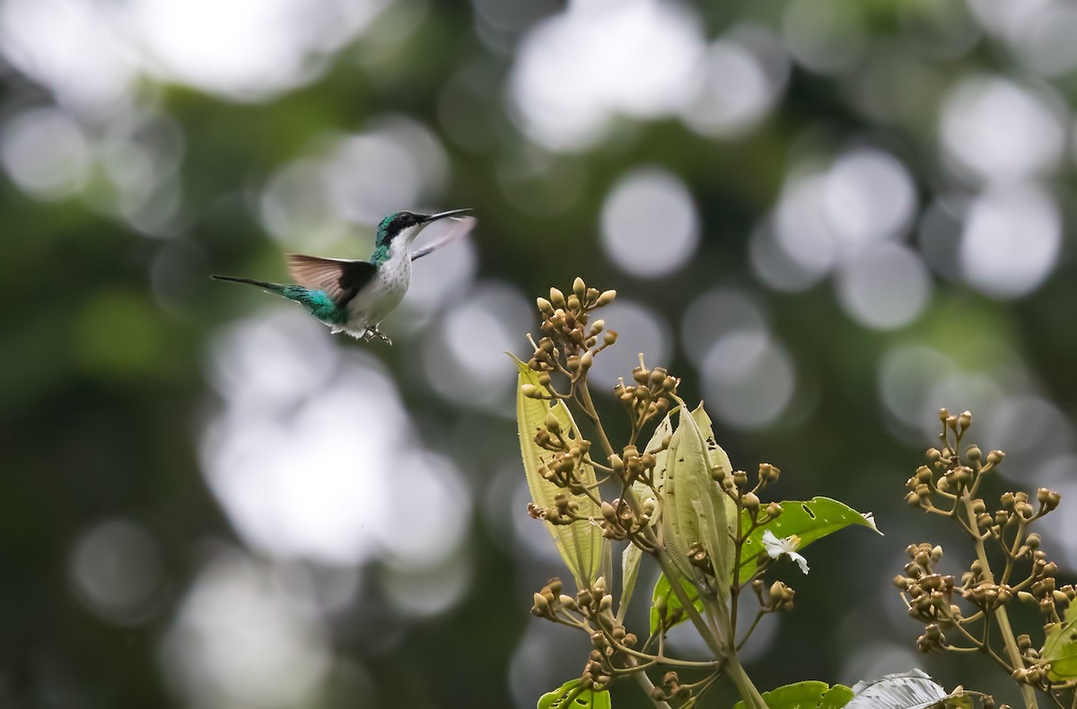 Colibrí Hada Occidental - ML202021501