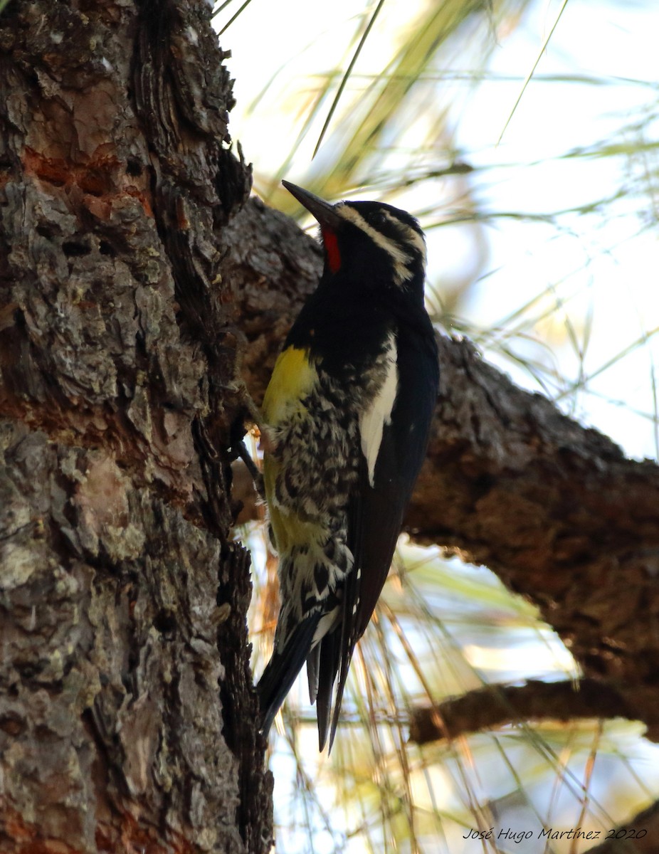 Williamson's Sapsucker - ML202021591