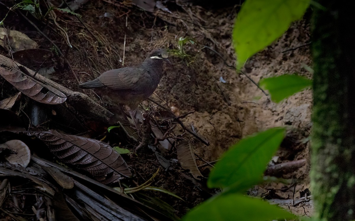 Olive-backed Quail-Dove - ML202021611