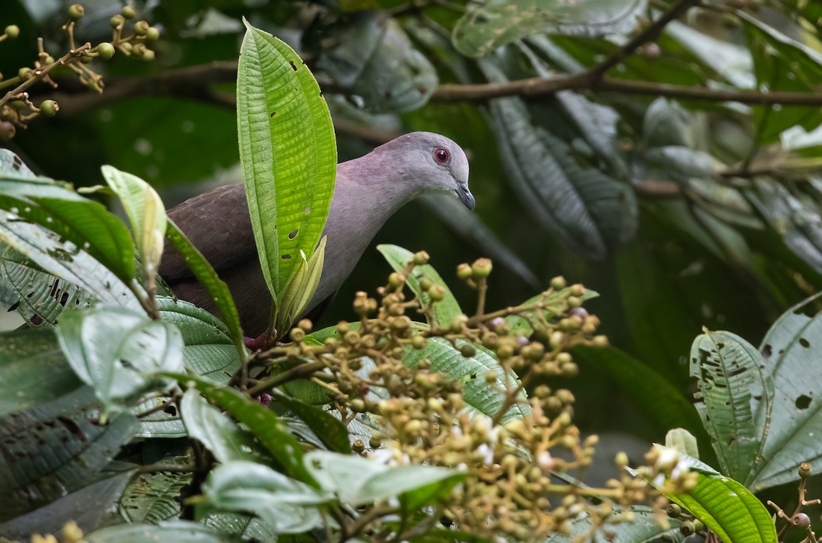 Dusky Pigeon - ML202021701