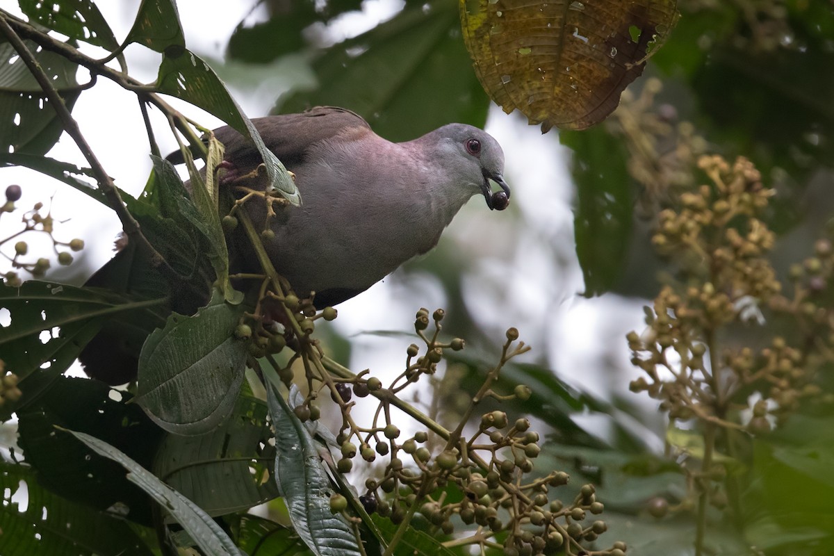 Pigeon de Goodson - ML202021711