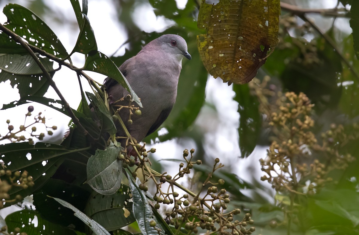 Pigeon de Goodson - ML202021721