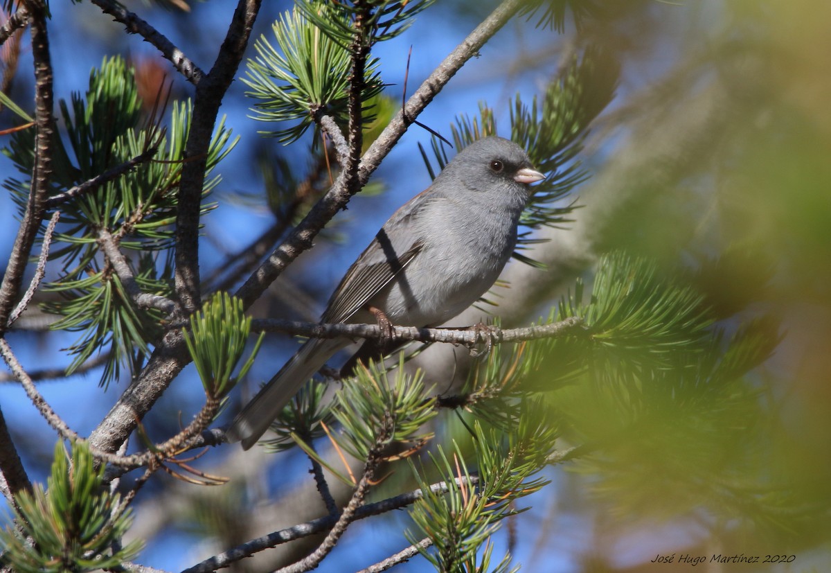 Dark-eyed Junco - ML202021911